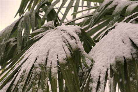 Palm Trees Snow Stock Photos Pictures And Royalty Free Images Istock