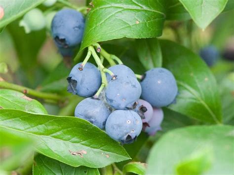 Blueberry Bluetta Growing Blueberries Blueberry Plant