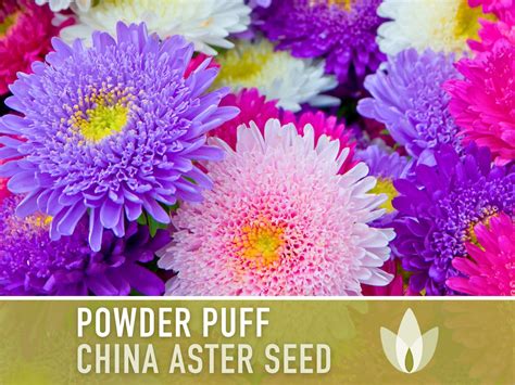 Aster Powder Puff Flower Seeds Heirloom Seeds China Aster Etsy