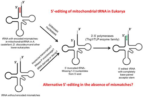 ijms free full text from end to end trna editing at 5 and 3 terminal positions