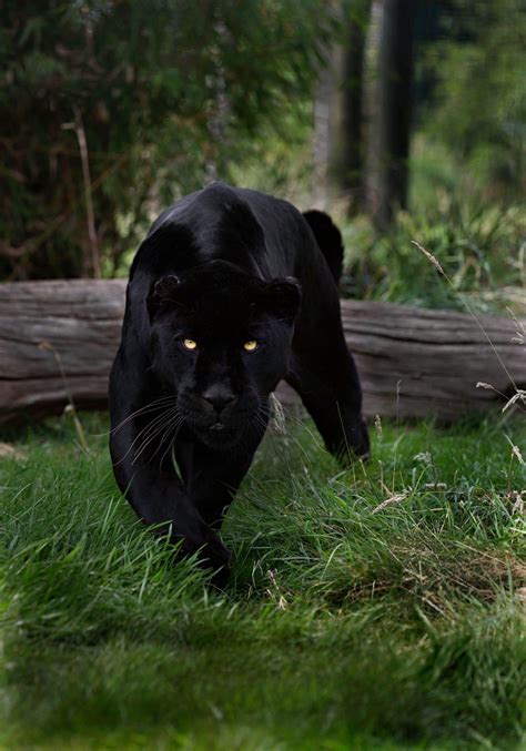 Pinthestars This Is A Black Female Jaguar That I Captured At The