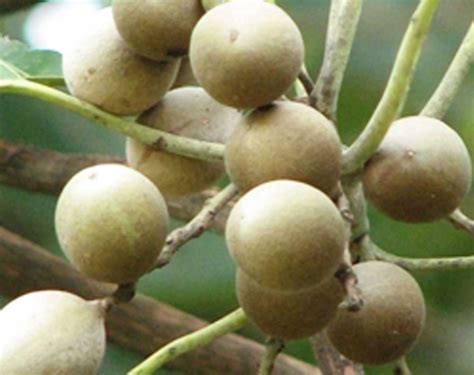 เฮชเฮช แคปซูล เป็นพลูคาวแบบ 100% บรรจุในแคปซูล 300 มก. ยูเอสเอส พลูคาวแคปซูล สั่งซื้อโทร.0655473978