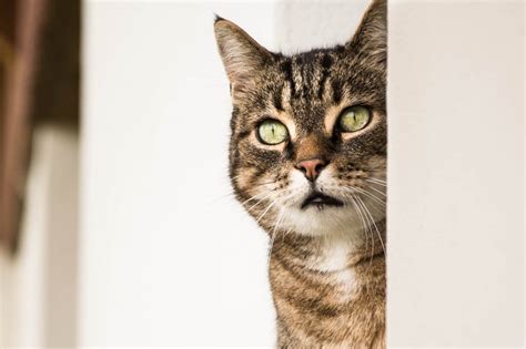 รูปภาพ เครา สัตว์มีกระดูกสันหลัง แมวตา แมวซอย หัวแมว แมว Tabby