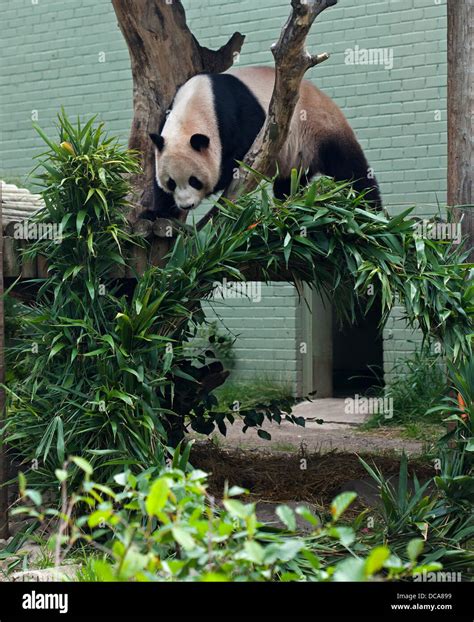 Zoos Giant Pandas High Resolution Stock Photography And Images Alamy