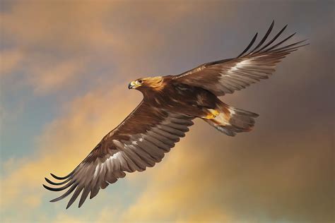Golden Eagle Flying