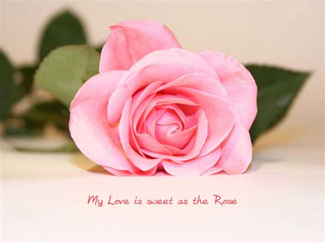 Free download love sayings love sayings love sayings love sayings love sayings love [1280x800 ...