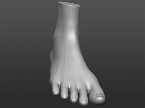 Human 3d Foot Model 3d Model Cgtrader
