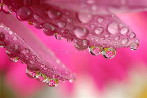 Macro Water Drop Flower Stock Image Image Of Drop Close 5550621