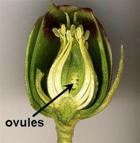Ovule Meaning Ovule Diagram