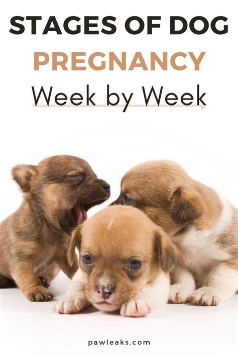 Dog Pregnancy Symptoms Week By Week Explained Pregnant Dog Whelping