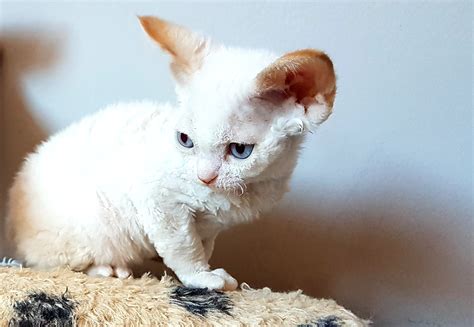 Royal Devons Breeder Advisor Éleveur Recommandé Devon Rex