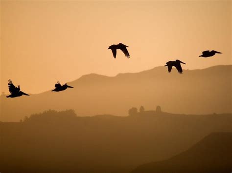 Birds Flying At Sunset Hd Desktop Wallpaper Widescreen High
