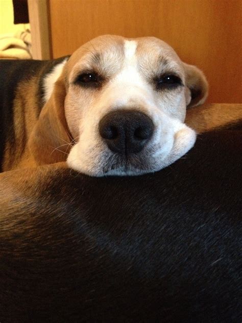 The Look Of Love Blue Tick Beagle Hound Dog Basset Hound Cute