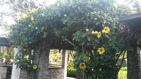 La solandra o también conocida como copa de oro, el nombre le fue otorgado por el sus hojas son grandes, de un color verde oscuro y con forma ovalada. Solandra grandiflora o solandra nítida, cáliz, copa de oro ...