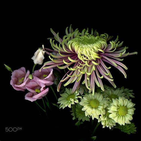 Sweet Harmony A Tonal Fest Chrysanthemum By Magda Indigo On 500px
