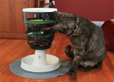 Enrich your cat's life and improve cat's weight with a slow feeder. Does your cat eat too fast? - Daisy Hill Veterinary Clinic