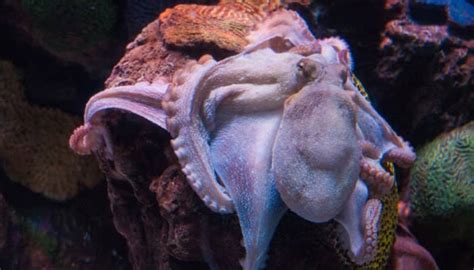 Pink Octopus So Cute It May Be Named Adorabilis Science News Zee News