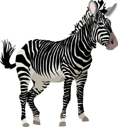 Zebra 3 Clip Art At Vector Clip Art Online Royalty Free