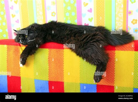 Lazy Black Cat Laying On Colored Back Of Sofa Black And White Cat