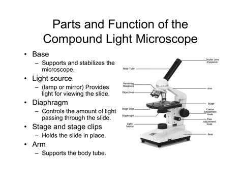13 Parts Of The Compound Light Microscope Diagram Quizlet