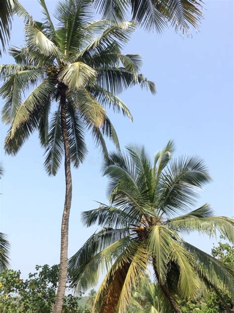 Big Indian Palm Trees On The Coast Last Season 15 Stock Photo Image