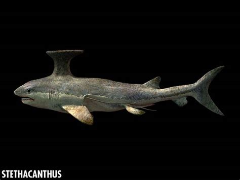 I've never seen an alpha. Stethacanthus | Jurassic Wiki | FANDOM powered by Wikia