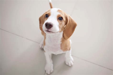 Lemon Beagle A Guide To The Rare Beagle Color With Pictures