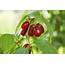 What Is A Cornelian Cherry Plant Tips On Growing Cherries