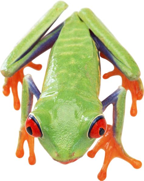 Frog Face Png