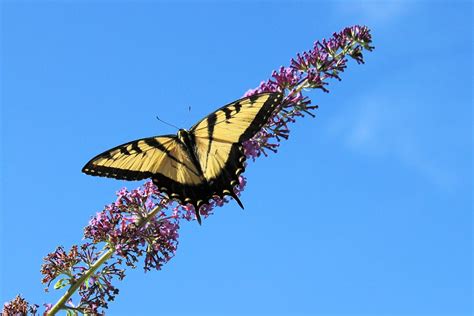 Yellow Swallowtail Birds And Blooms