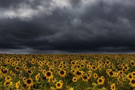 28017 Sunflower Hd Storm Rare Gallery Hd Wallpapers