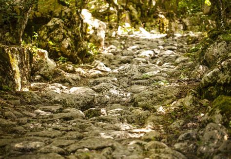 Ancient Stone Road In Green Forest Selective Focus Stock Photo Image