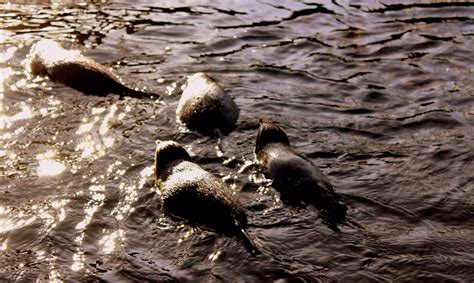 Otter Penguins Aquarium Rockhoppers Za Flickr