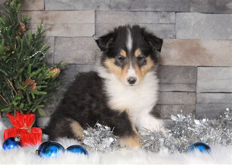 Akc Registered Collie Lassie For Sale Fredericksburg Oh Male Dan