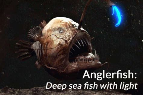 Deep Sea Angler Fish With Light Anglerfish Size And Facts Seafish