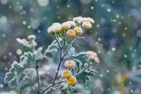 What Plants Grow In The Winter Here In The Uk Many Of Us Can Find Our