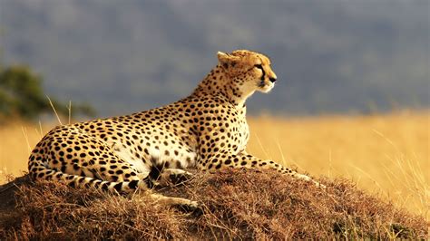 Cheetah 1920x1080 Maasai Mara National Reserve Kenya Safari Hd 4k 1938