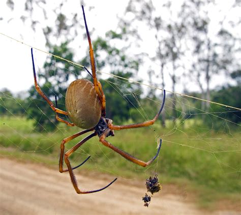 Spider Madang Ples Bilong Mi
