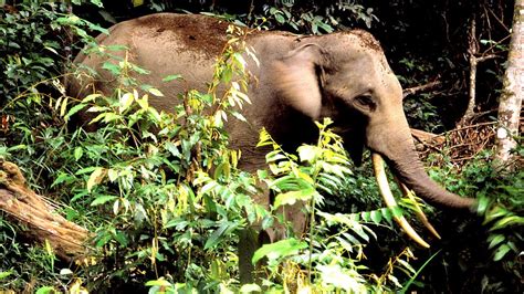 Endangered Sumatran Animals - Sumatran Elephant
