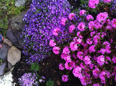 Bulbs, wildflowers, flowering shrubs, and short colorful flowers bloom in late april. CRAFT & CONSUMPTION: April & May Blooming Spring Flowers ...