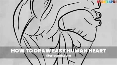 How To Draw Easy Human Heart Storiespub