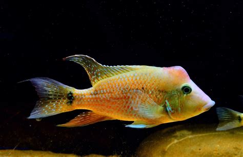 Geophagus Steindachneri Red Hump Eartheater Ultimate Care Guide
