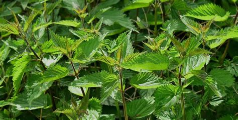 Identifying Common Weeds