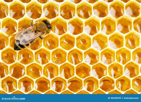 Honeycomb 002 Royalty Free Stock Image 9501184