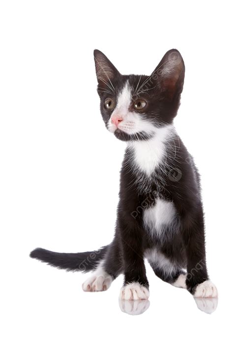 Curious Black And White Kitten Perched On A Tail Feline Animal Png