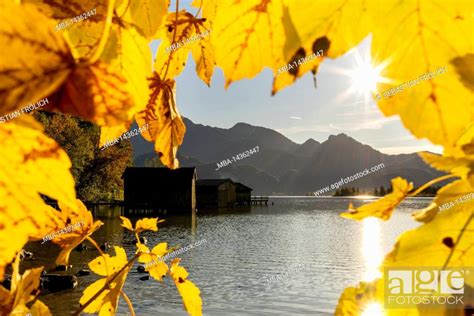 Sunstar And Fishermen Huts At Kochelsee Framed By Autumn Foliage Maple