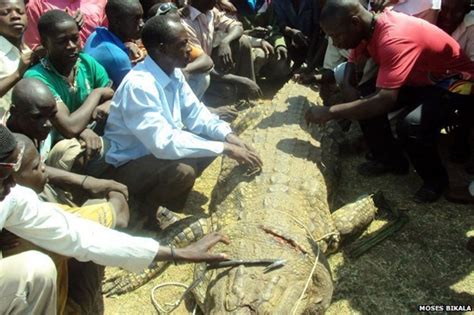 Facing The Crocodile That Ate My Wife Bbc News