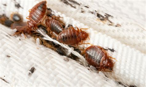 How To Check For Bed Bugs When Traveling Dodson Pest Control