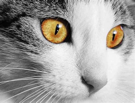Combien De Temps Vie Une Oie Domestique - Combien temps vit un chat : espérance de vie moyenne -Eurochats.com