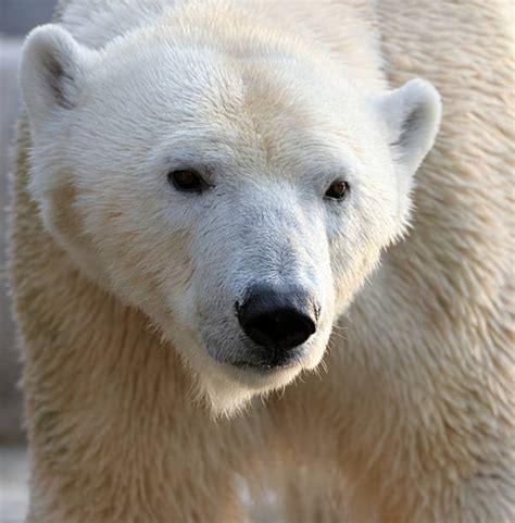 Polar Bear Head Stock Photos Pictures And Royalty Free Images Istock